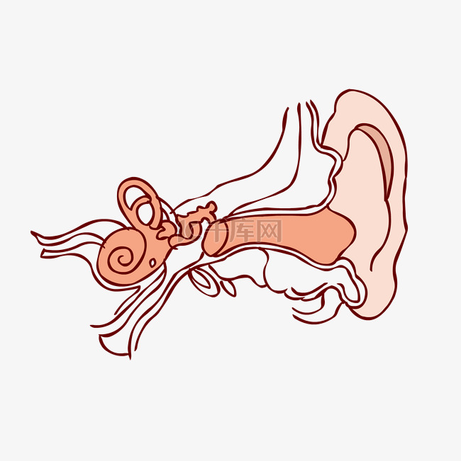 手绘人体器官人体五官耳朵线条结