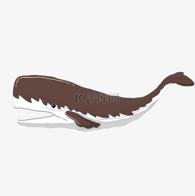 棕色鲸鱼海洋生物