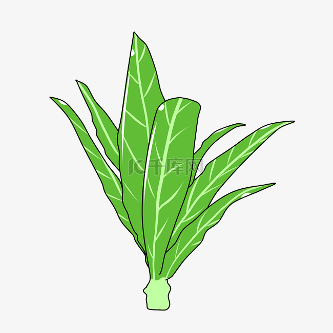 绿色青菜油麦菜插画