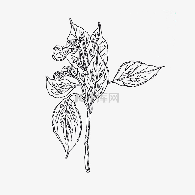 黑白手绘线条香樟叶子