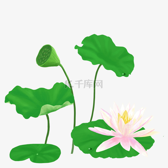 夏季池塘的荷花荷叶PNG