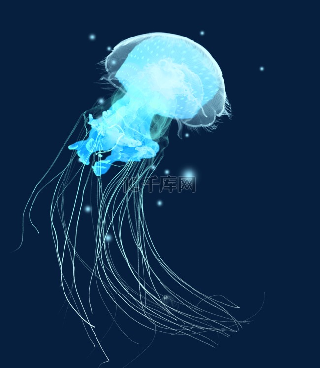 蓝色浮游生物水母