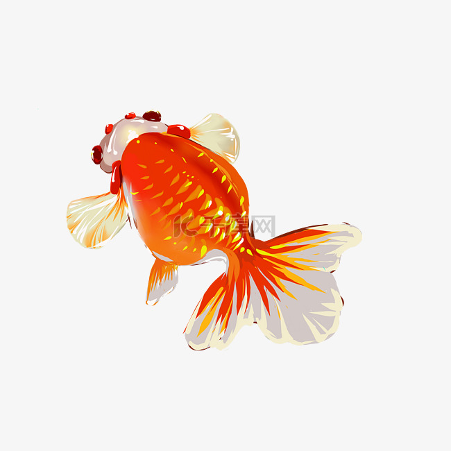 金鱼鱼儿PNG免抠鱼类暖色