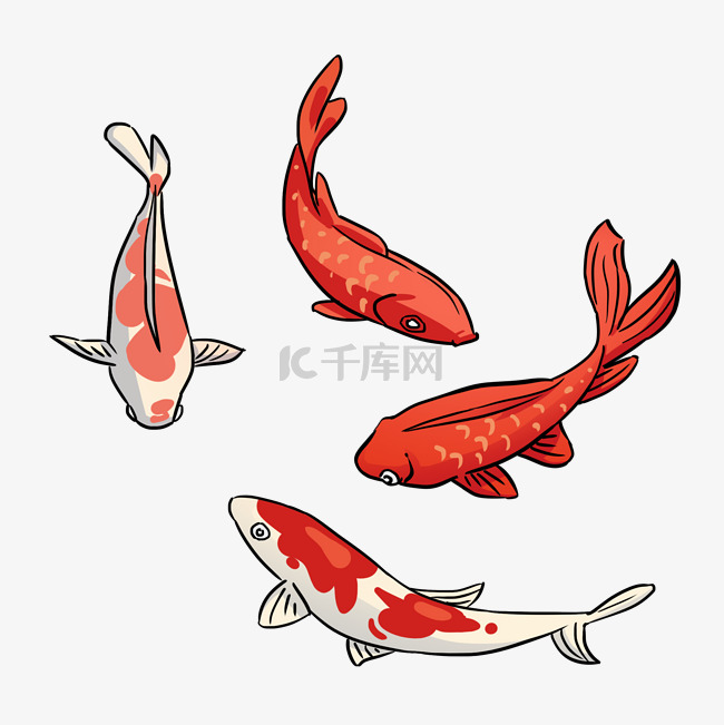 红色鲤鱼锦鲤插画