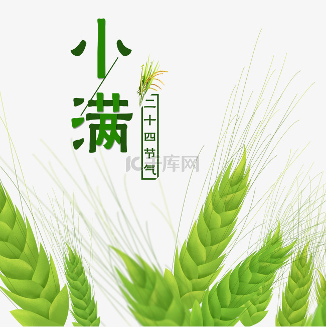 小满节气绿色小麦