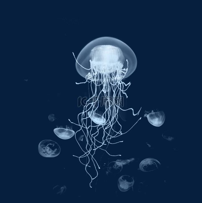 海洋生物蓝色水母元素