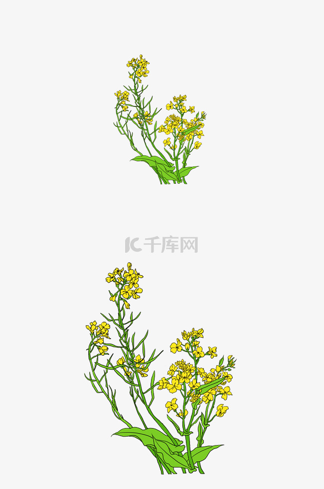 黄灿灿的油菜花菜花