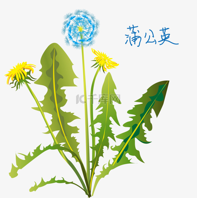 中医中药药材蒲公英