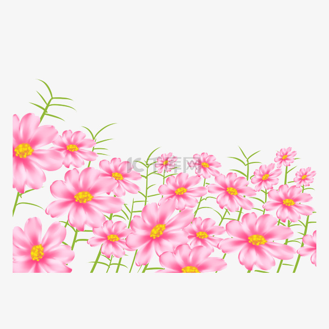 粉红色植物波斯菊田