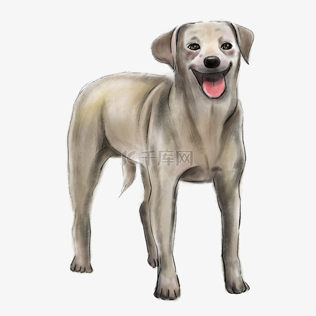 警犬拉布拉动物插画