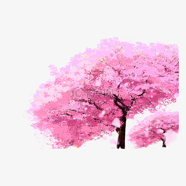 樱花树植物樱花节