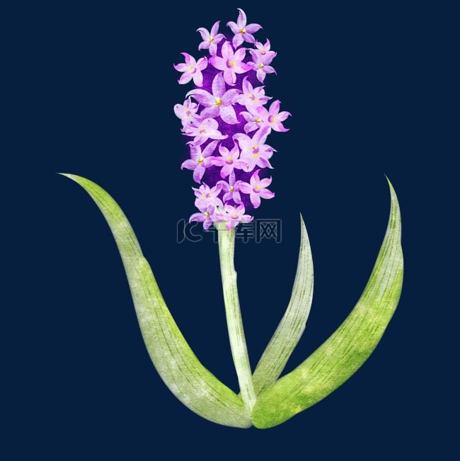 紫色风信子植物