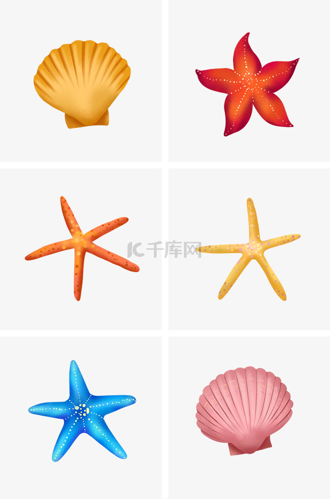 海星和贝壳组图夏天