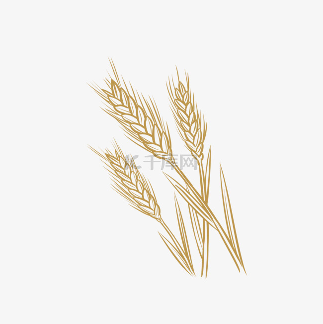 线描麦穗小麦