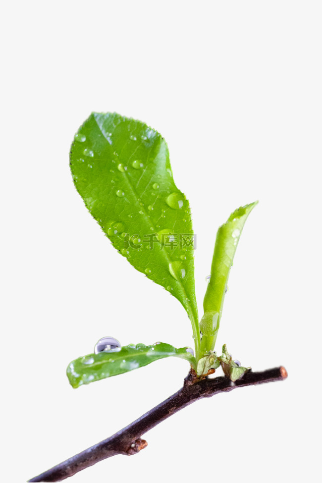 雨珠梅花枝