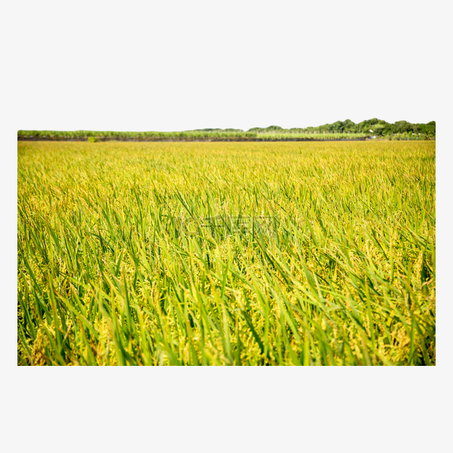 丰收季节稻田大米