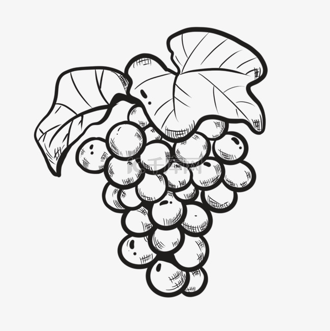 手绘线描葡萄食物