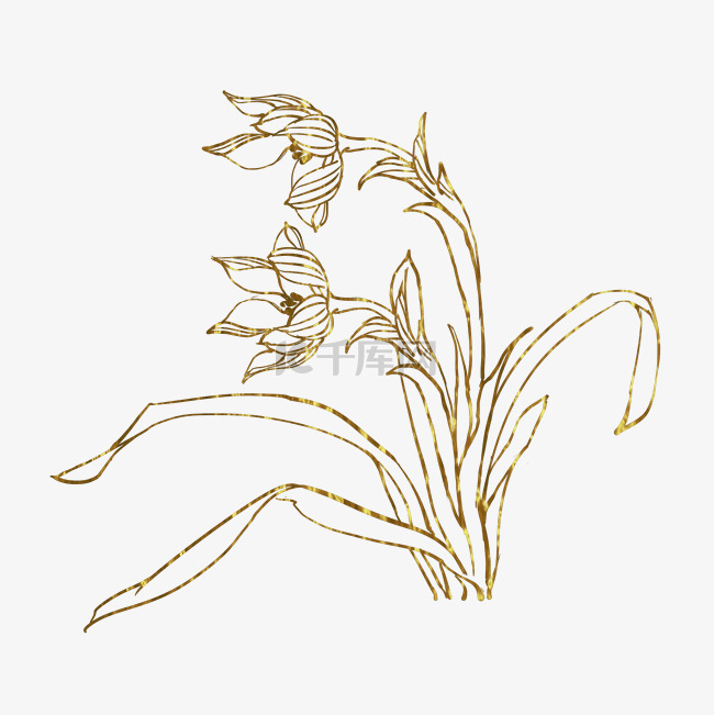 金色花兰花