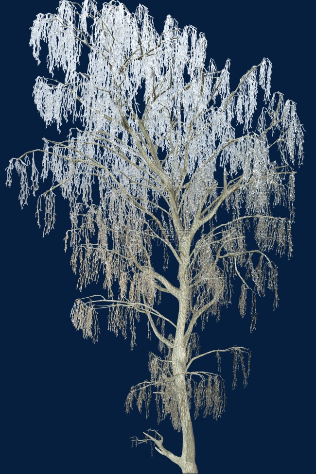 冬季结霜凌树枝