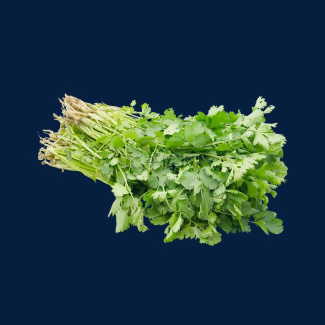 绿色蔬菜芫荽香菜