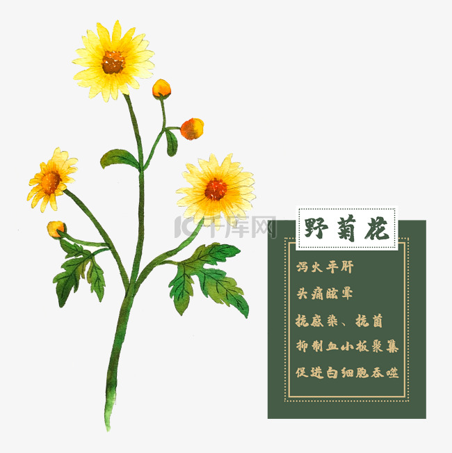 野菊花花类中草药水彩花卉