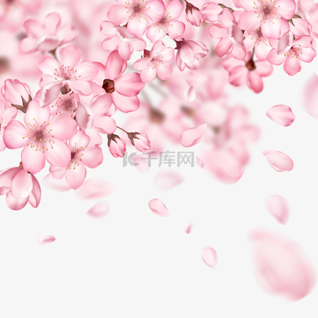 飘落的粉色樱花和花瓣