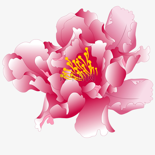 粉色牡丹花朵