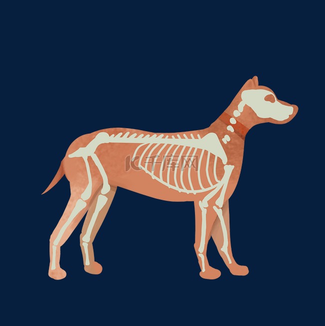 犬只动物骨骼结构