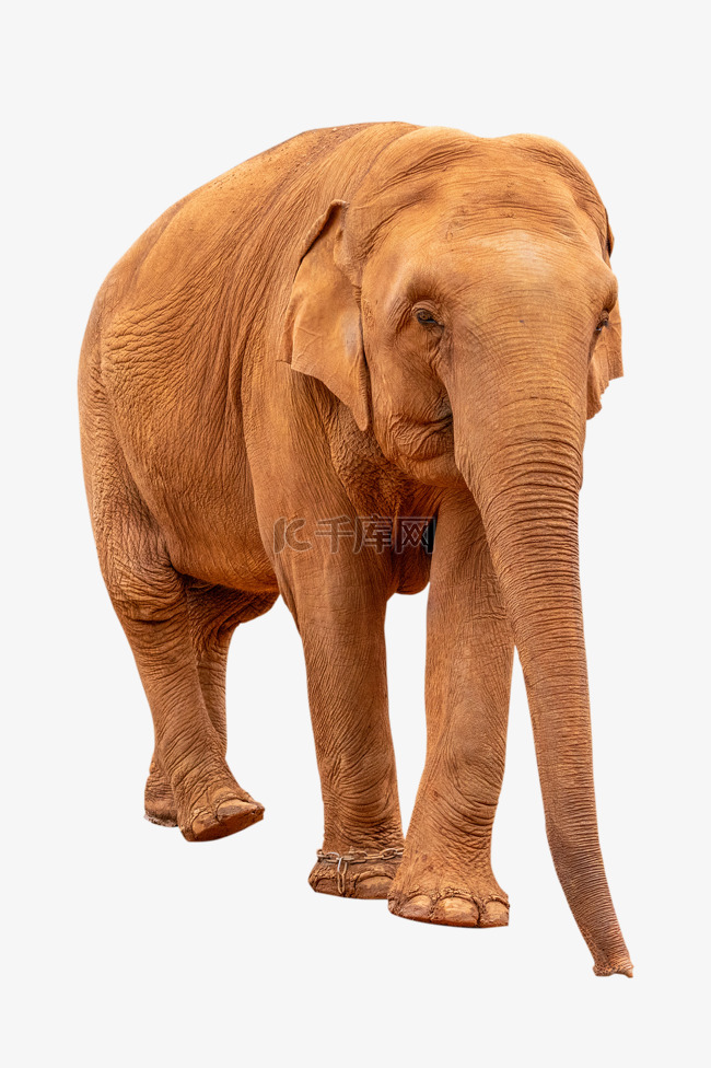 长鼻子亚洲象