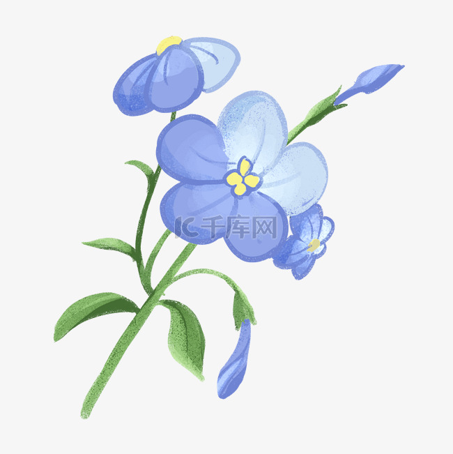 蓝色花朵花草