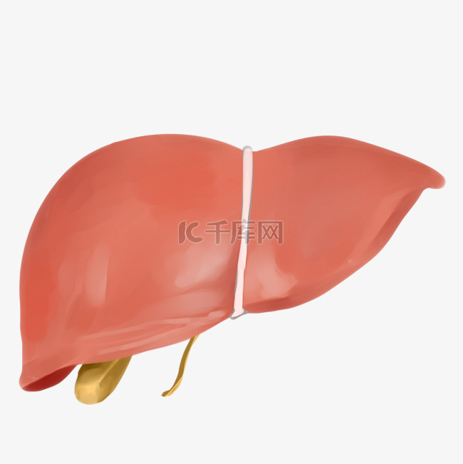 人体器官肝脏