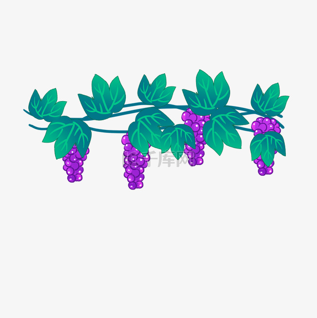 紫色葡萄树藤