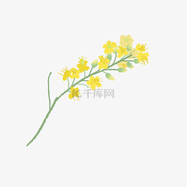 一簇油菜花手绘插画