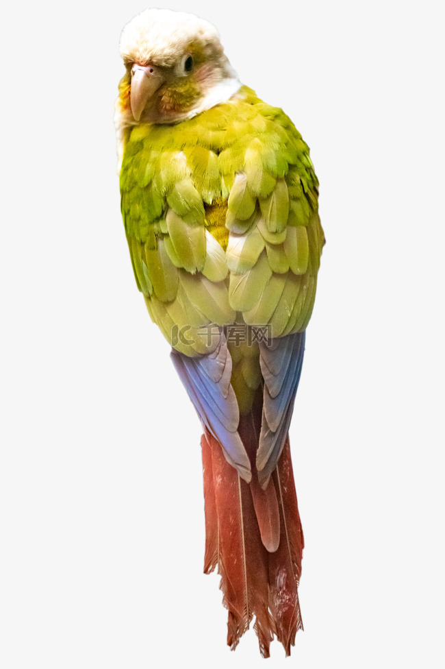 绿色动物鹦鹉