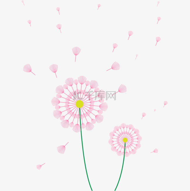 粉色蒲公英花朵