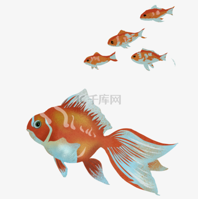 红色金鱼插画