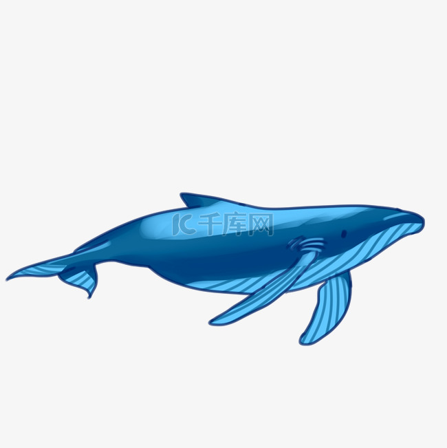海洋公园蓝鲸动物