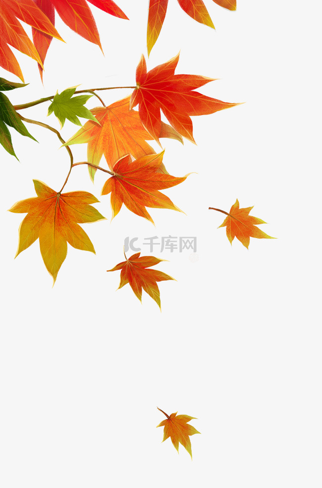 秋天风景红枫叶