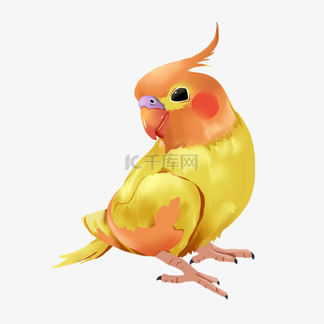 黄色鹦鹉小鸟