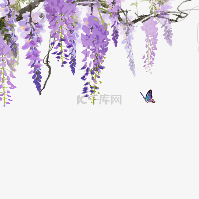 紫藤花植物冬天紫色