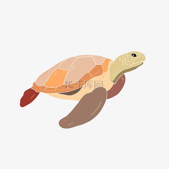 彩色乌龟生物