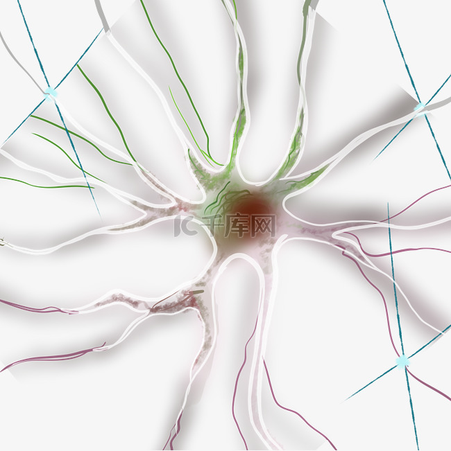 人体系统神经纤维