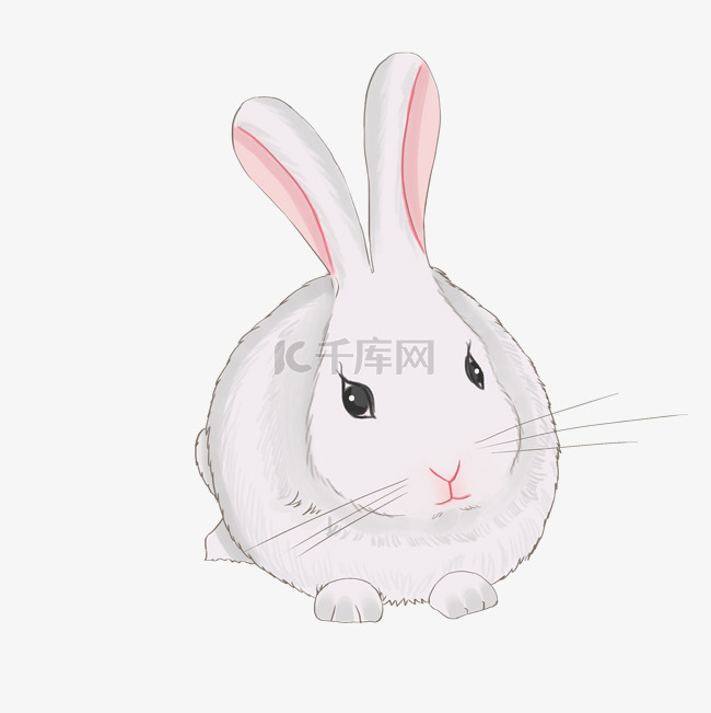 可爱白色小兔子