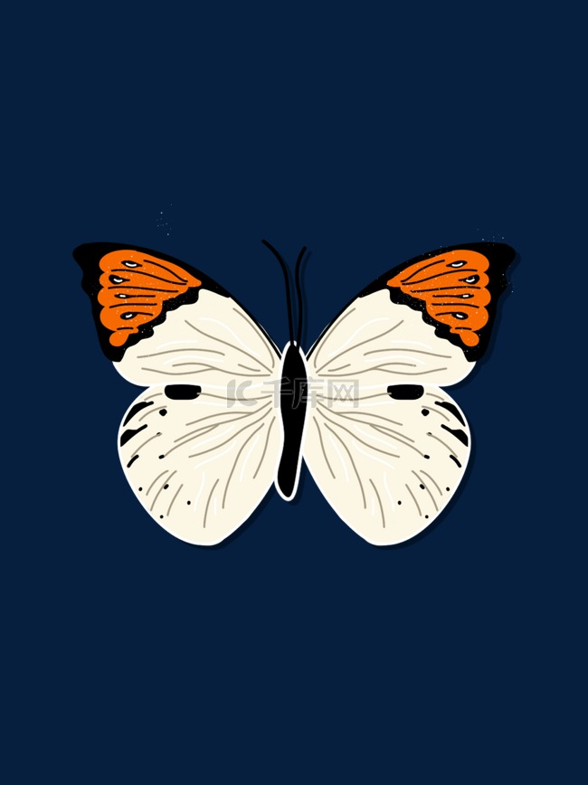 橙黄间白蝴蝶标本扁平矢量图