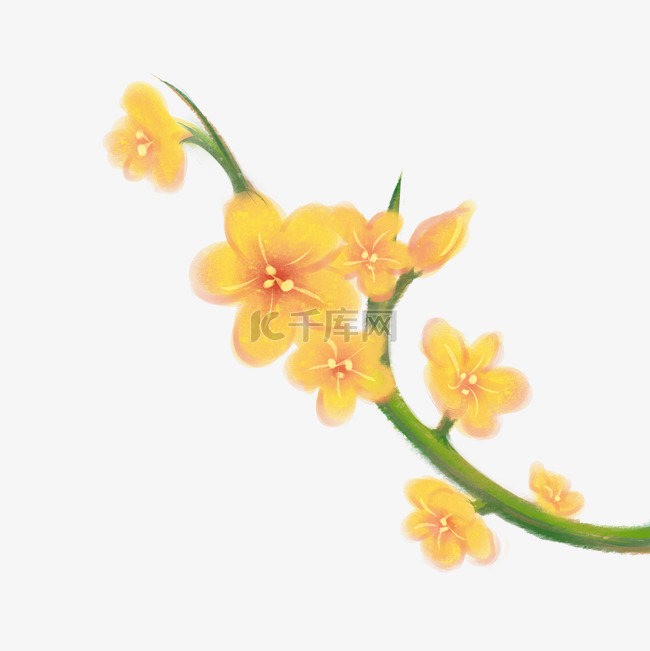 迎春花黄色花朵花蕊