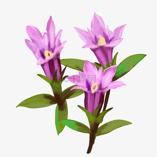 春天紫色龙胆花