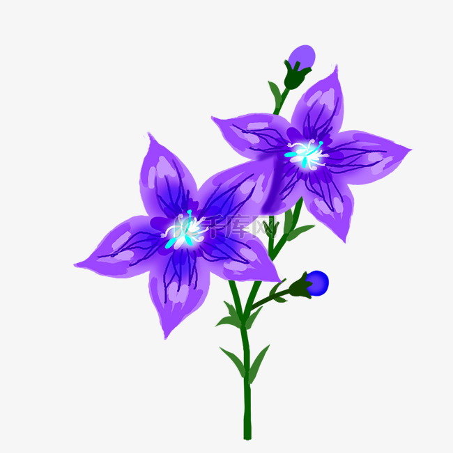 紫色桔梗花卉
