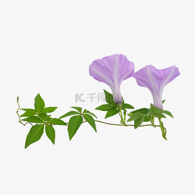 漂亮紫色花草