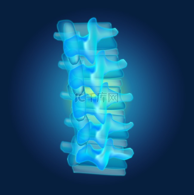 矢量透明五节腰椎