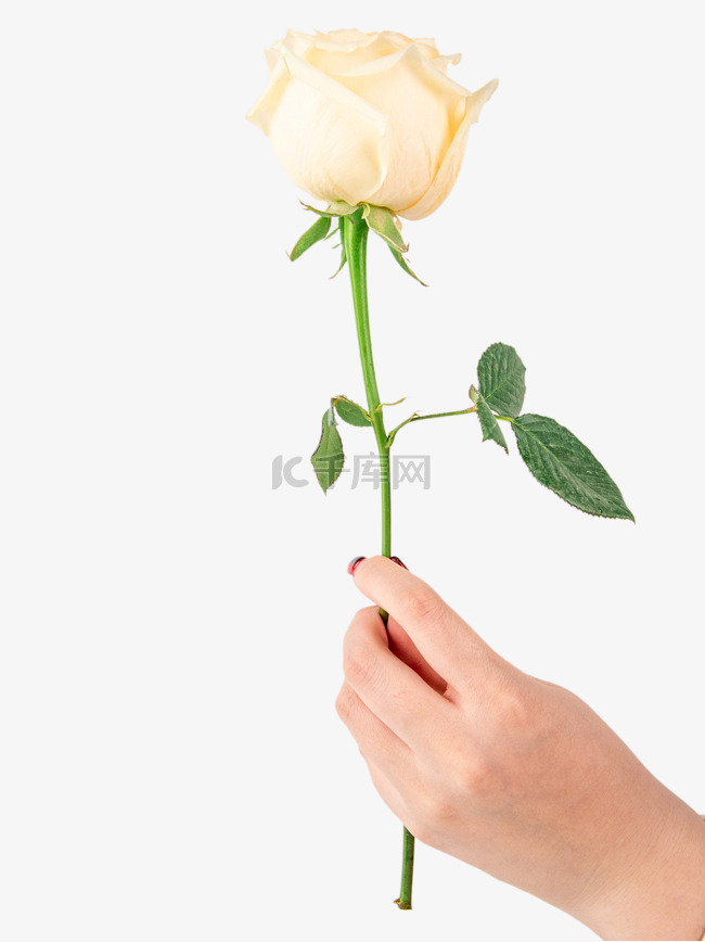 女神节手持白玫瑰